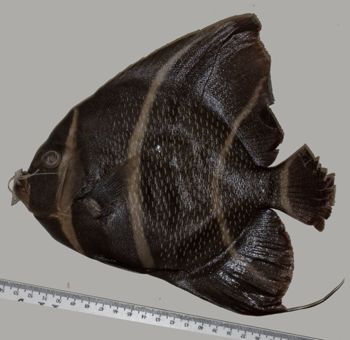 Media type: image; Ichthyology 22022